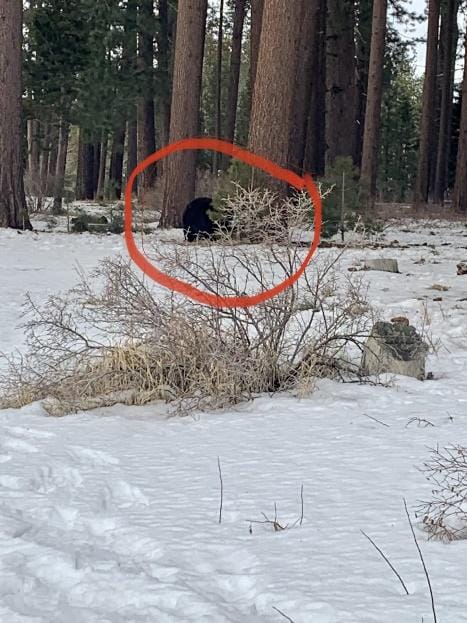 In a snowy wood, you can see a bear in the distance. The bear has been circled in red to highlight how close the photographer was. 